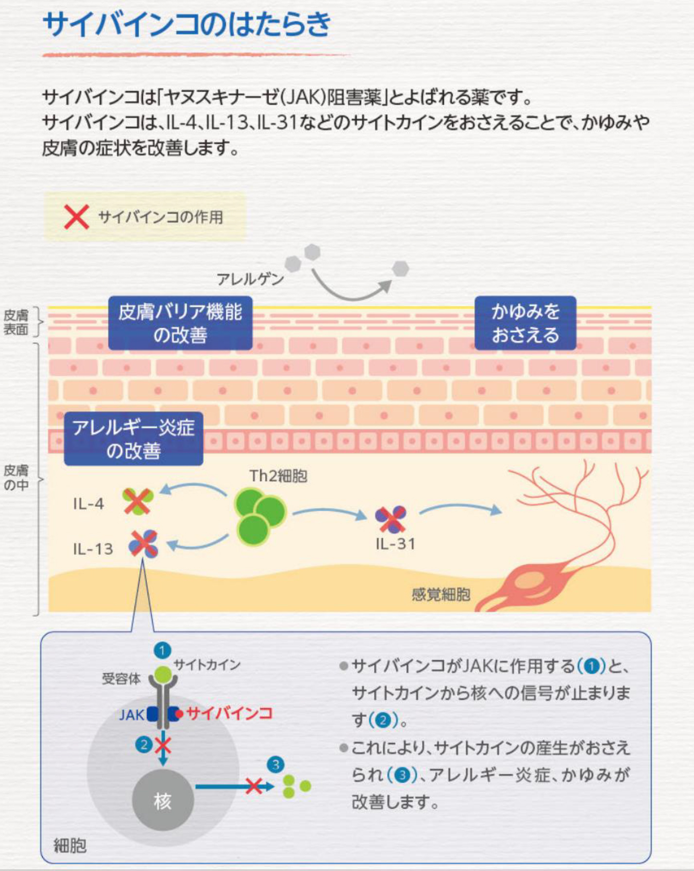 サイバインコのはたらき